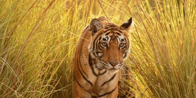 Tiger in tall grass