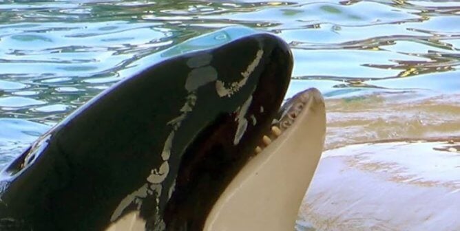 keto, an orca at Loro Parque who recently passed away