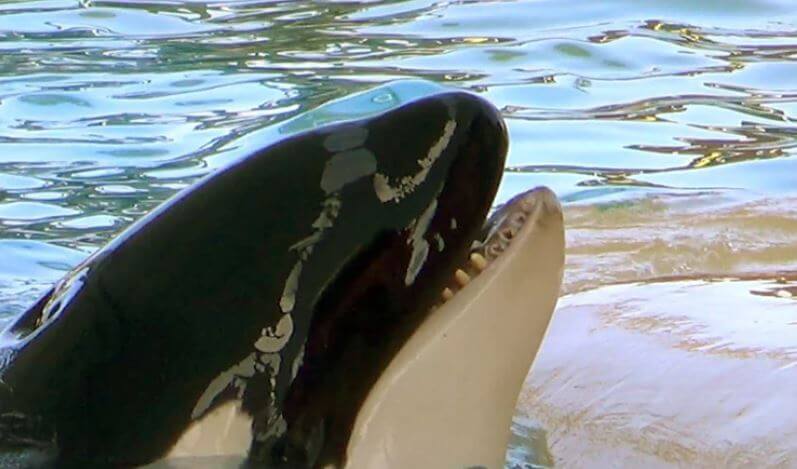 29-Year-Old Keto the Orca Dies at Loro Parque | PETA