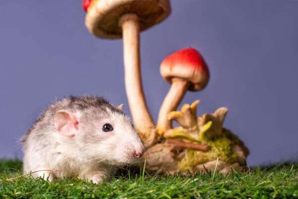 A cute rat dumbo under a mushroom statue