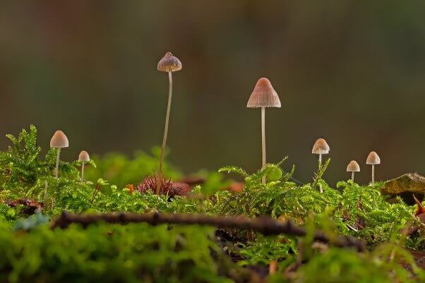 Small mushrooms sprouting from moss