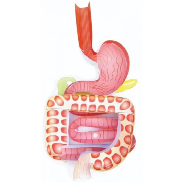 digestive system model