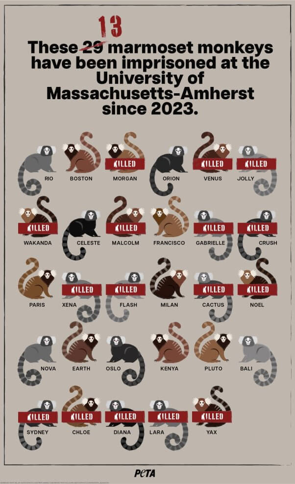 Info-graphic showing marmosets killed at Umass