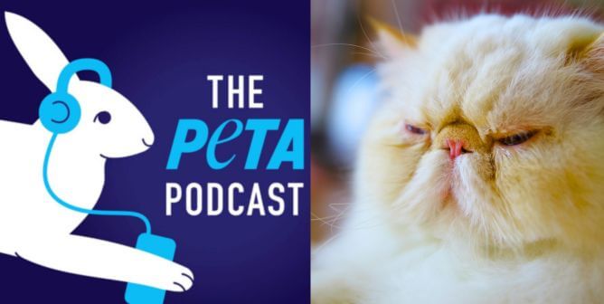 PETA podcast logo, persian cat