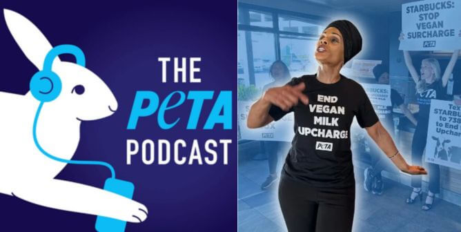 PETA podcast logo, PETA protest at Starbucks