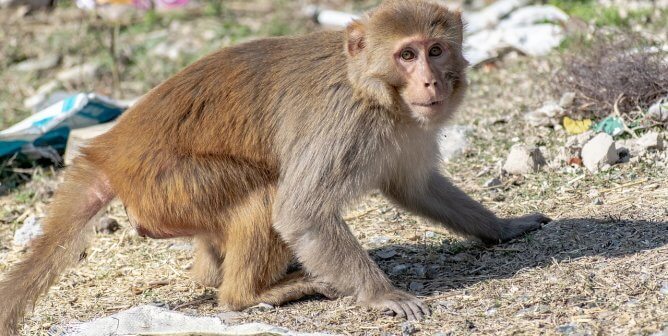 rhesus macaque monkey