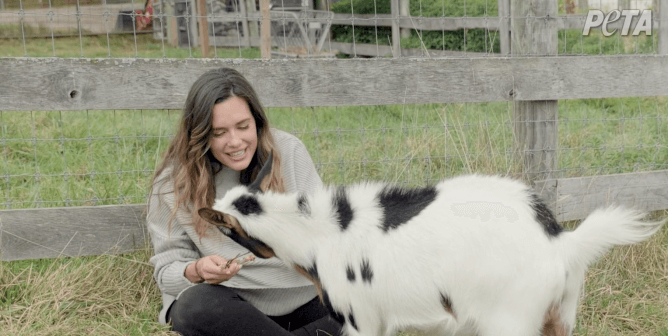 torrey devitto sits on grass and feeds a black and white spotted goat