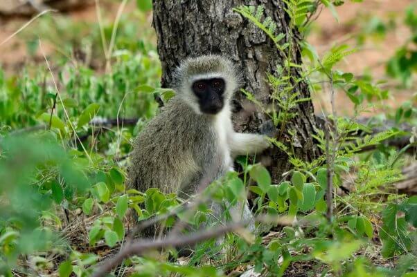 Vervet monkey looking at the camera