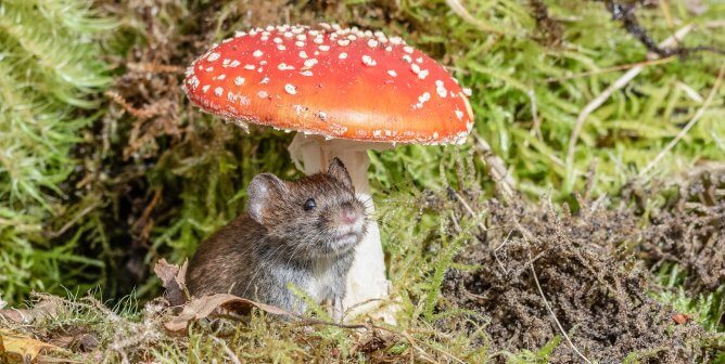 Bank Vole sitting Under a Fly Agaric Toadstool