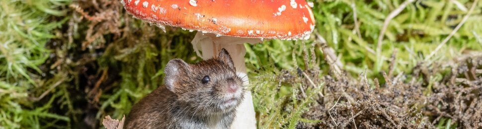 Bank Vole sitting Under a Fly Agaric Toadstool