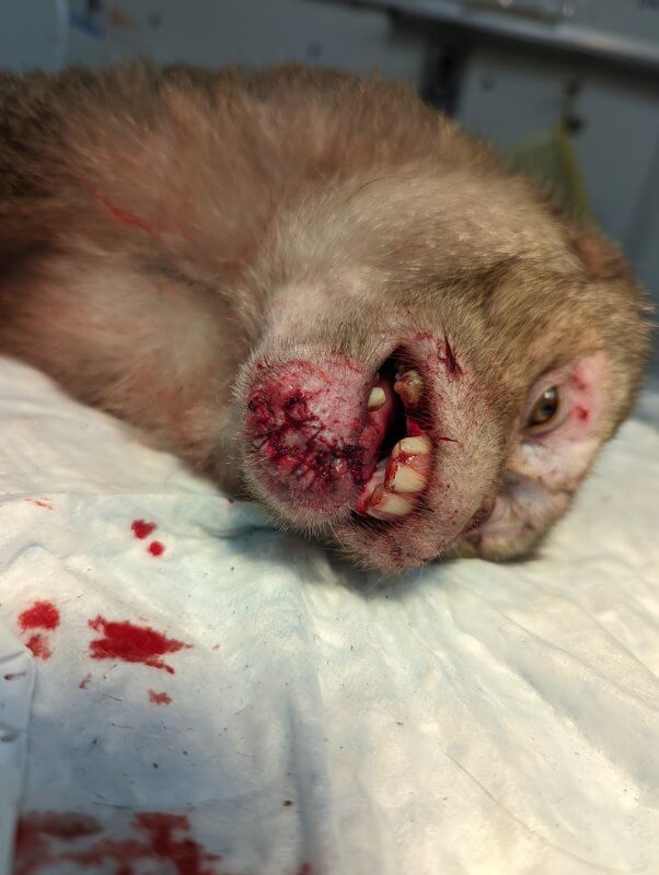 Close up of a monkey's injured chin