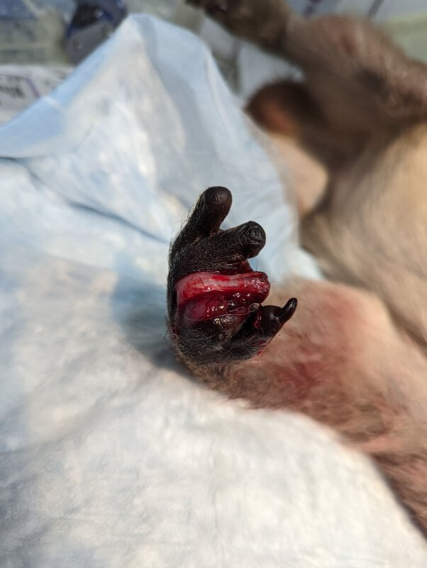 Close up of injured monkey's hand. The skin around one finger has been completely torn off.