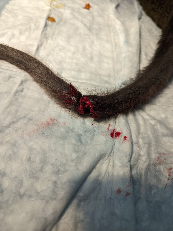 Photo of severe tail injury