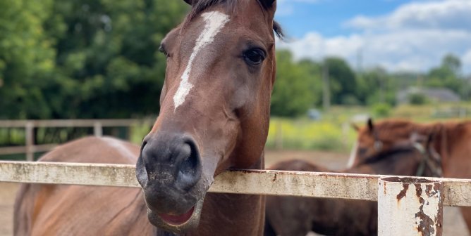 A brown horse looking over a fence