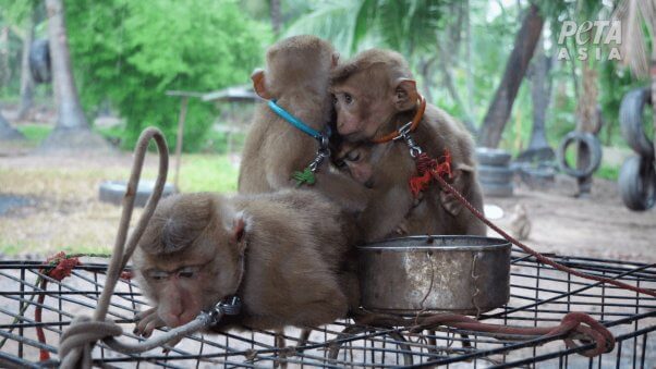 Baby monkeys huddled together