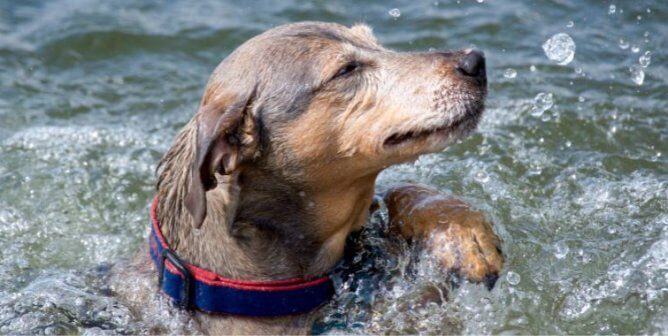 A dog swimming