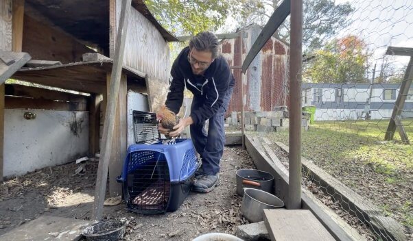 PETA fieldworker with Henrietta