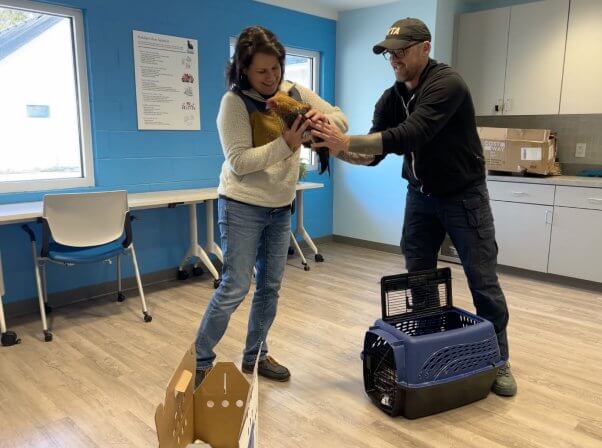 PETA fieldworker handing over chicken