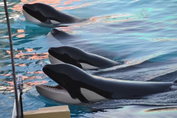 Three captive orcas at Marineland France