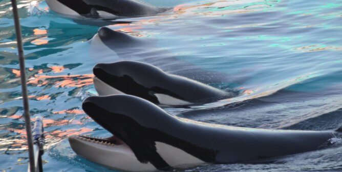 Three captive orcas at Marineland France