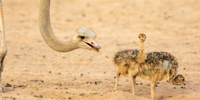 An ostrich craning their neck down to two tawny chicks