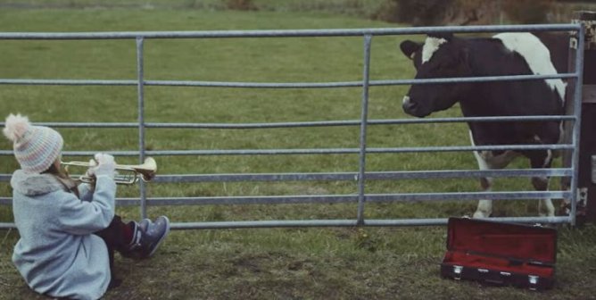 A girl playing a trumpet for a cow