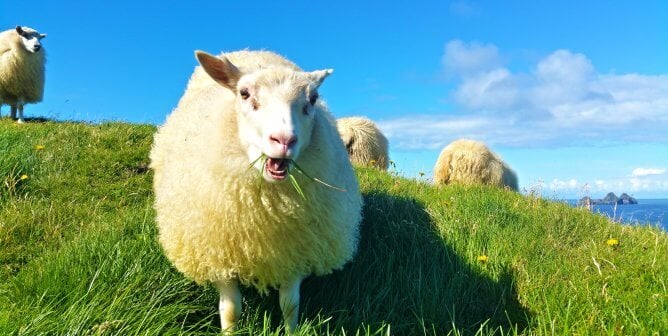 sheep eating grass on a hill