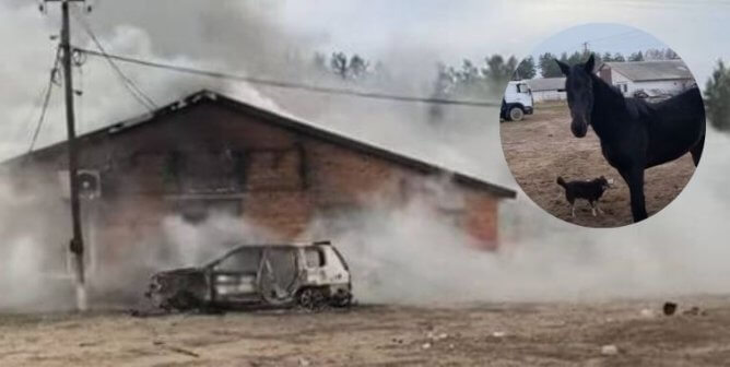 A photo of a burning farmhouse with a superimposed image of one of the rescued horses