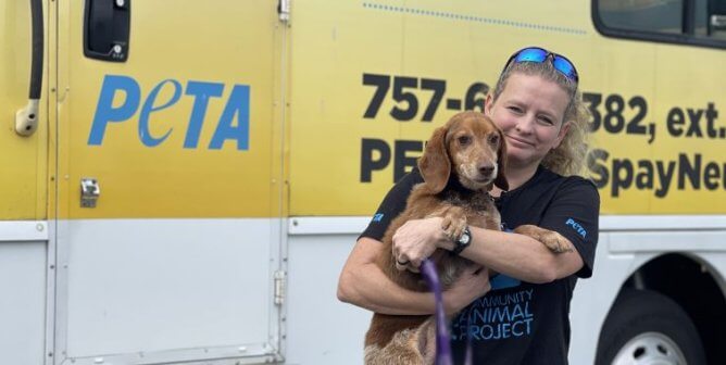 Fieldworker holding Copper, a brown dog