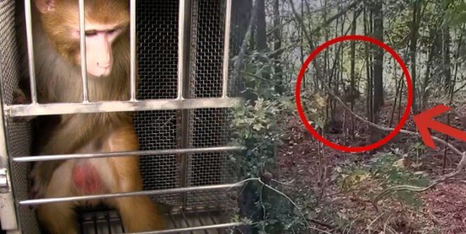 Monkey in a cage next to a photo of a monkey in a forest