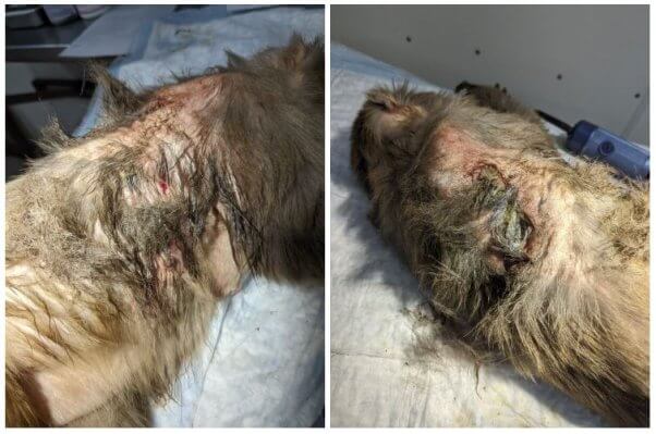 Photos provided by a veterinary whistleblower show a monkey imprisoned at Alpha Genesis who suffered an untreated infection that ate through his back.