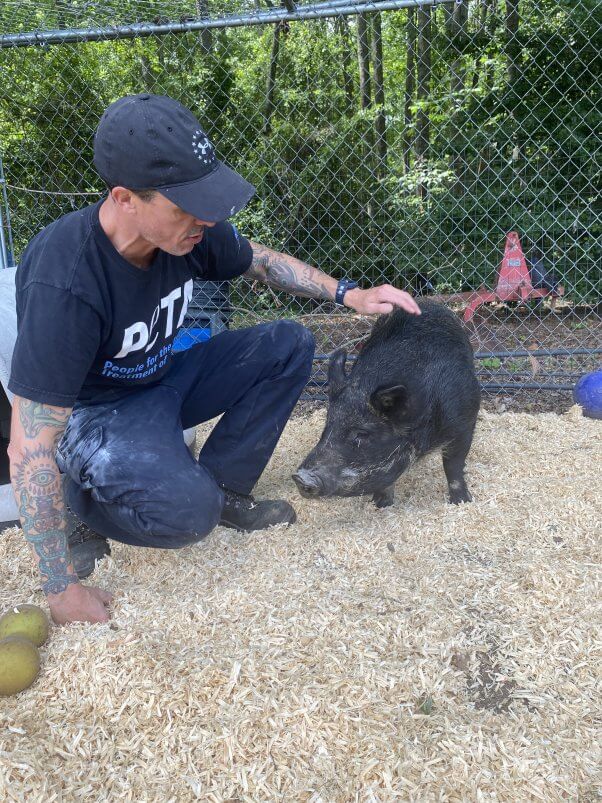 PETA fieldworker with a black pig