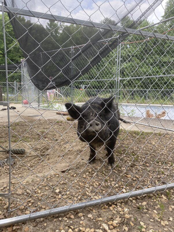 Amy in an enclosure