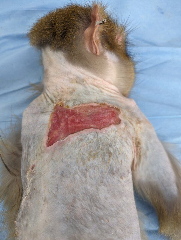 Photo of a skinned monkey's back