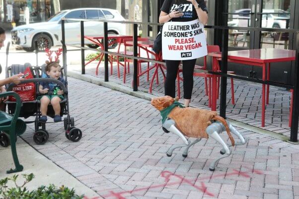 Charli XC cow, a robot calf, confronts shoppers