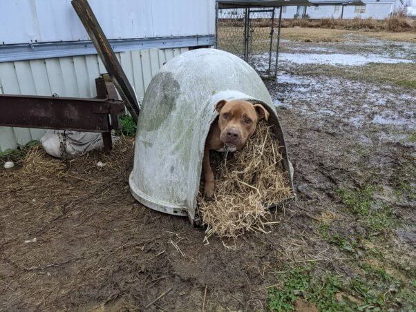 Brown dog in a plastic doghouse