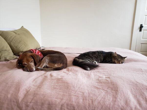 Sleeping dog and cat