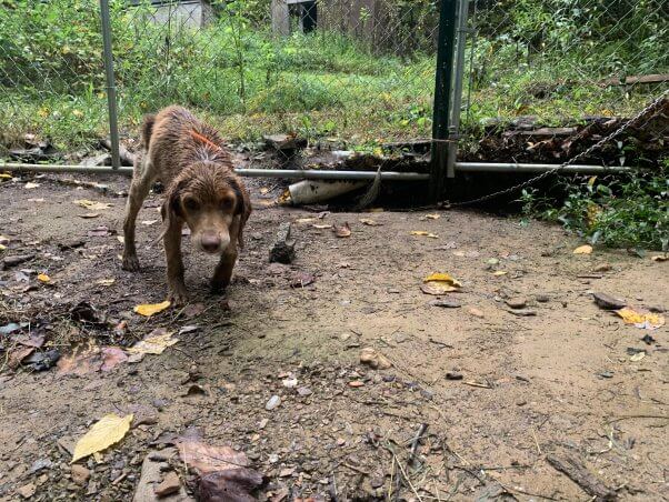 A small brown dog on a chain