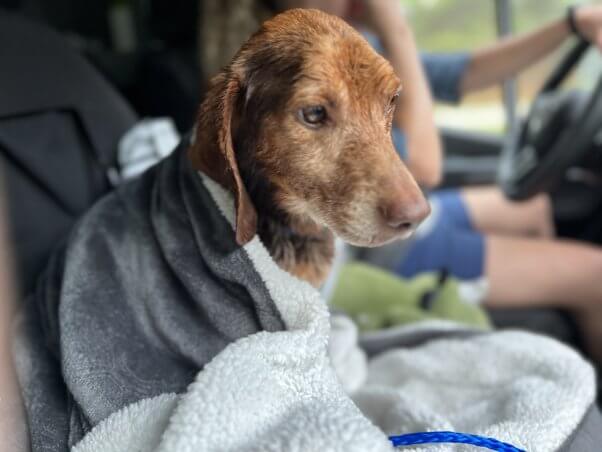 Copper in the passenger seat of a car