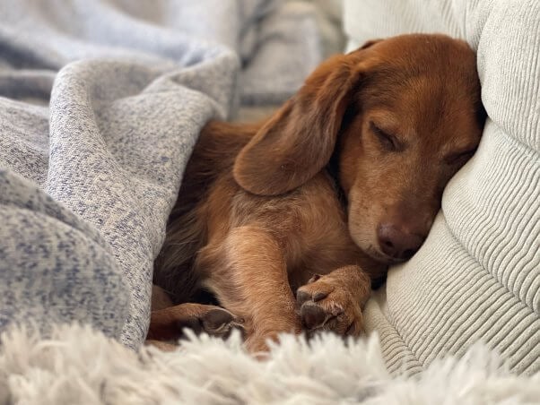 A dog sleeping under a blanket