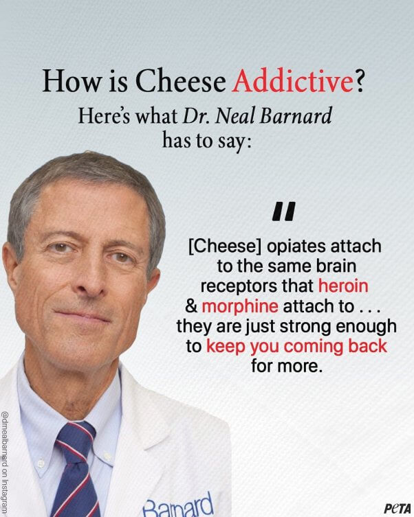 dairy detox "how is cheese addictive" slide