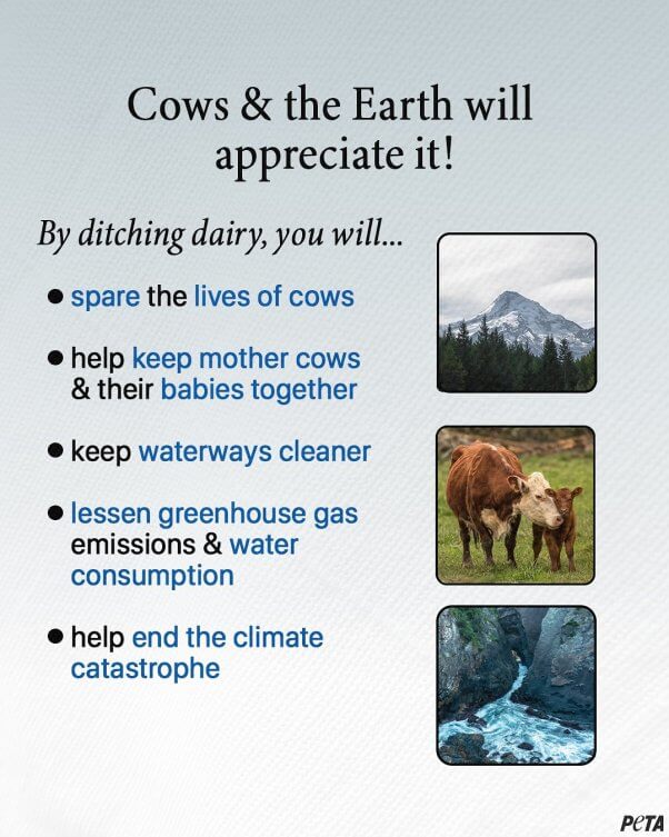 benefits for cows and planet dairy detox