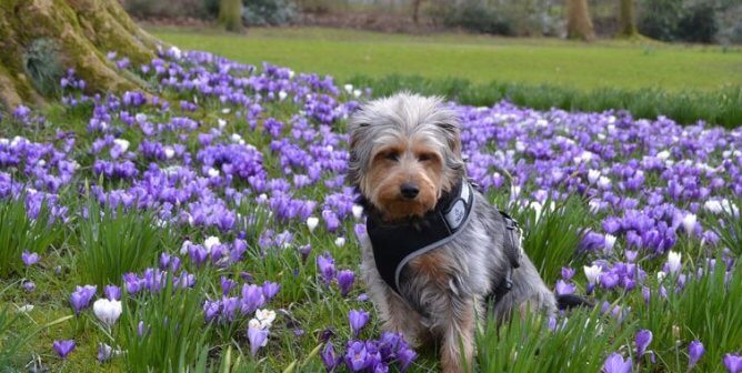 Shaggy dog in a harness in a field of flowers