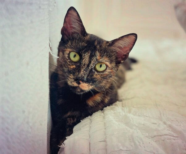 Tortie cat