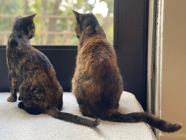 Grappa and Brandi in front of a window