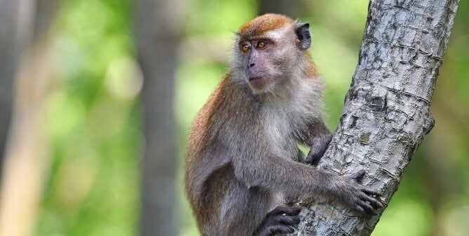 Long-tailed macaque on tree