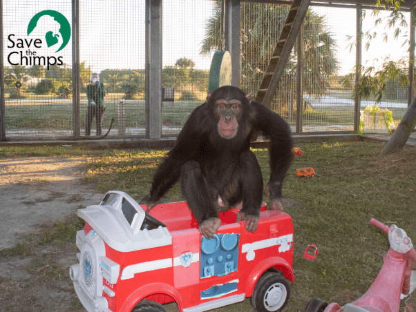 limbani the chimpanzee playing on a toy firetruck at sanctuary save the chimps