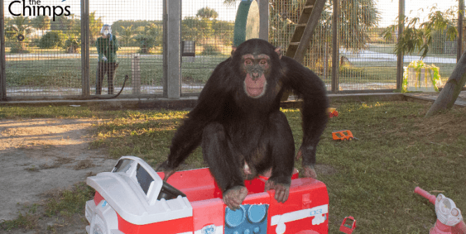 limbani the chimpanzee playing on a toy firetruck at sanctuary save the chimps