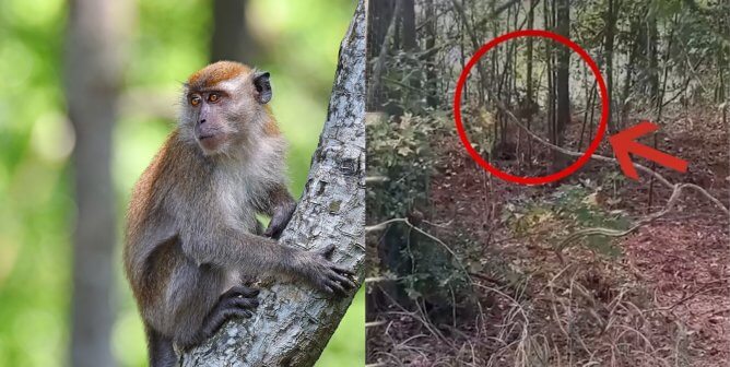 Collage of stock photo of macaque and photo of escaped Alpha Genesis monkeys