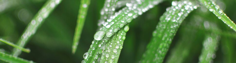 Wet dewdrops on grass